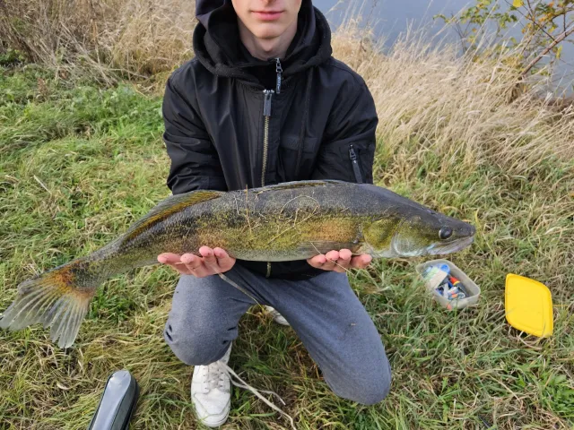 Zander