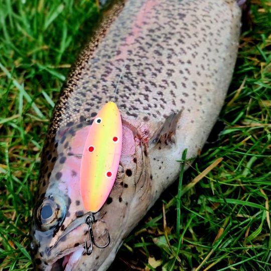 Regenbogenforelle