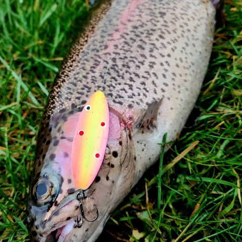 Regenbogenforelle