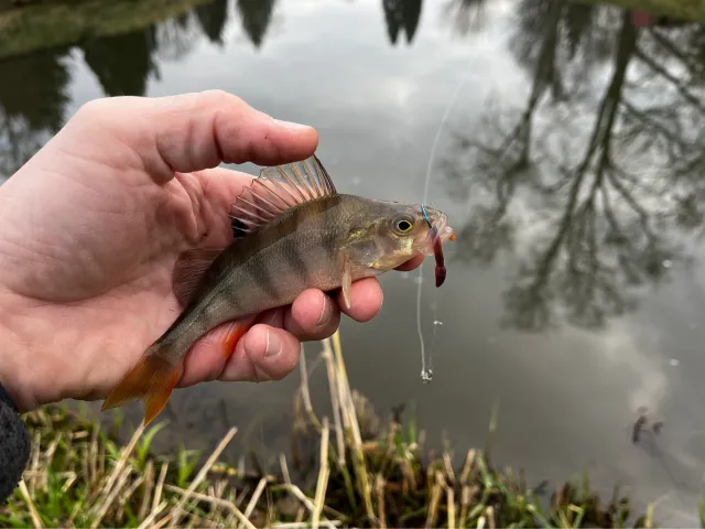 Flussbarsch