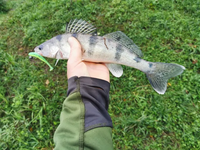 Wolgazander