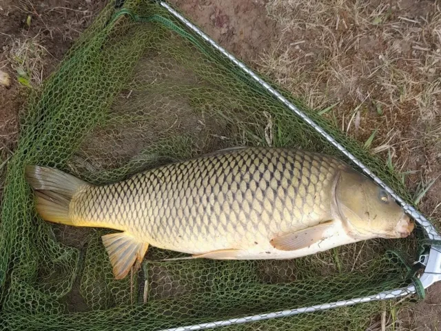 Karpfen