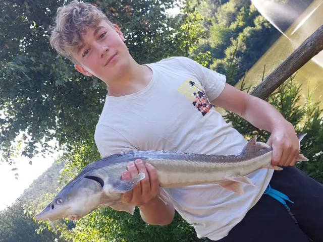 Stör