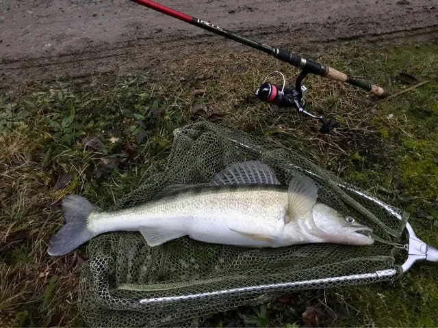 Zander