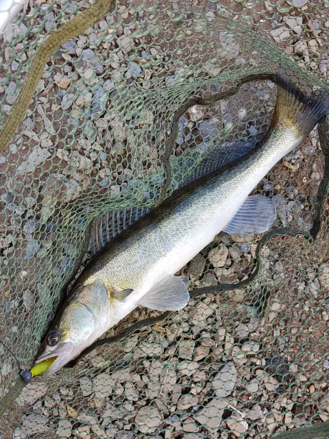 Zander