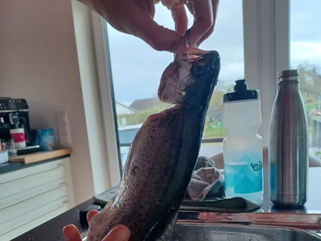 Regenbogenforelle