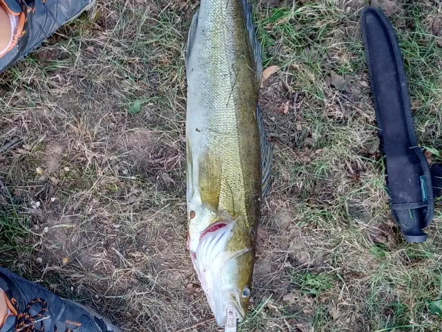Zander