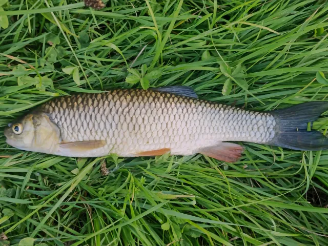 Döbel