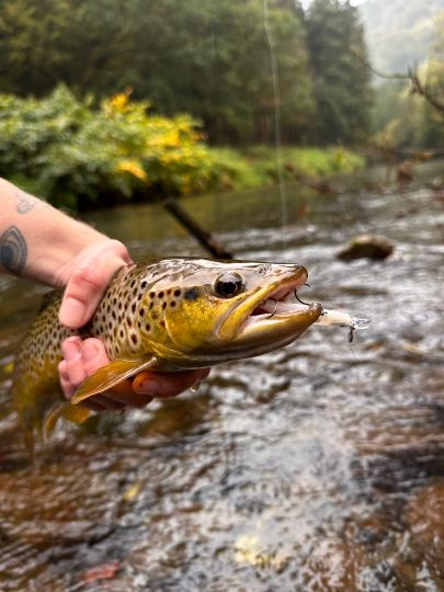 Bachforelle