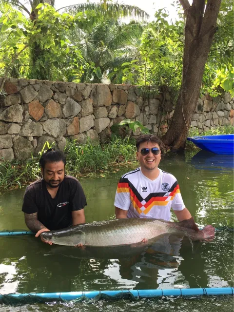 Arapaima