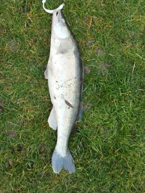 Zander