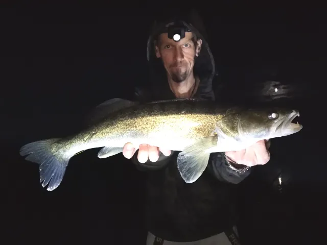Zander