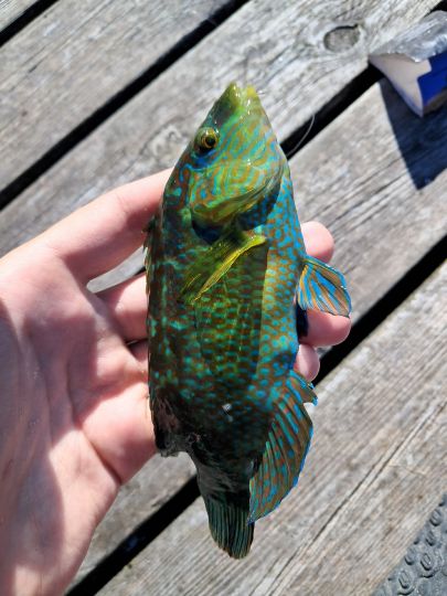 Lippfisch