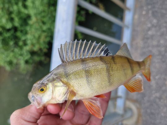 Flussbarsch-0