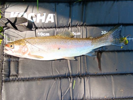 Regenbogenforelle