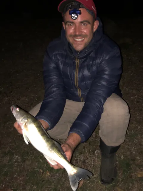 Zander