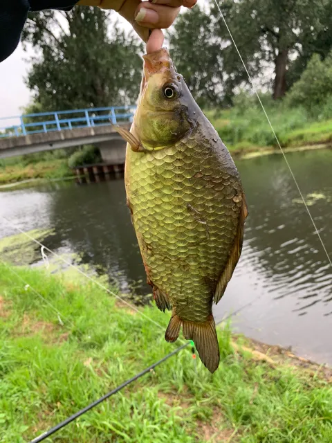 Giebel