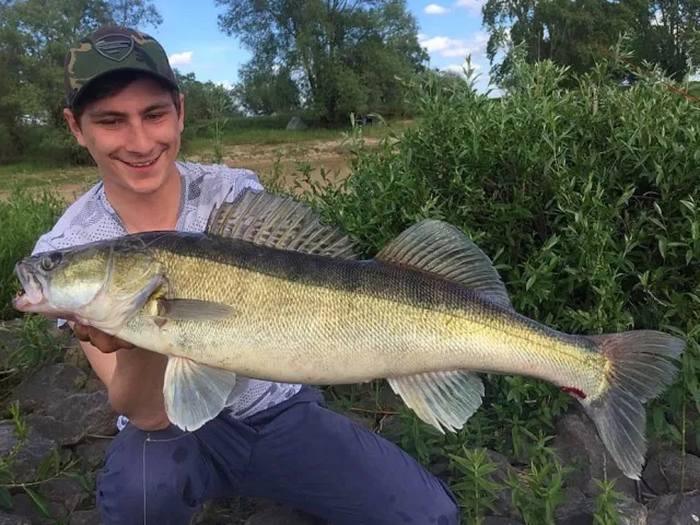 Zander