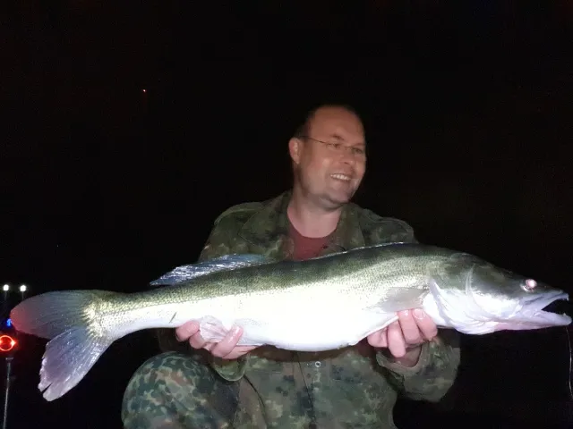 Zander