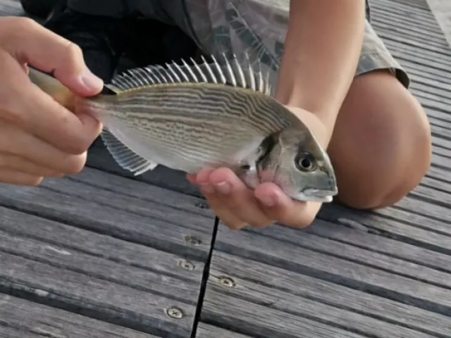 Dorade