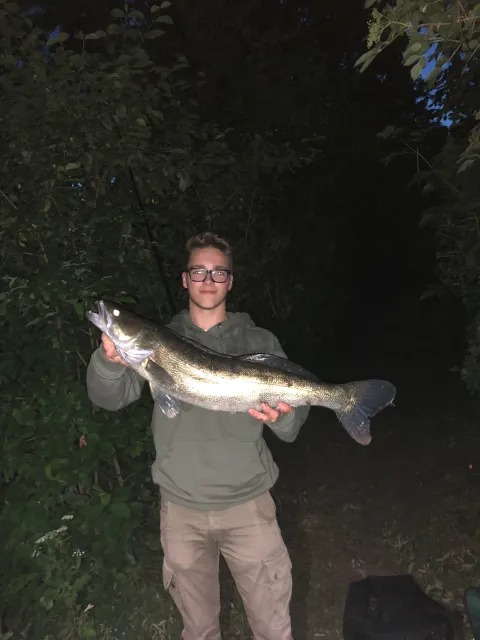 Zander