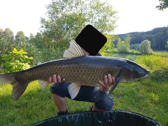 Graskarpfen