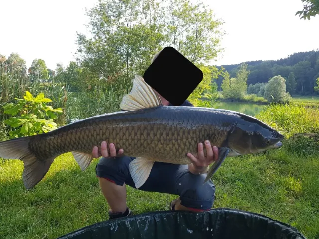 Graskarpfen
