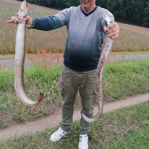 Aal
