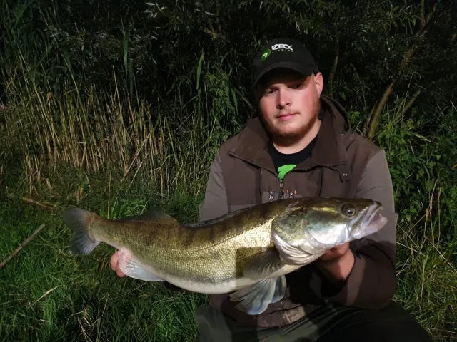 Zander