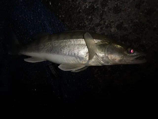 Zander