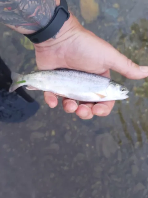 Regenbogenforelle
