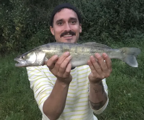 Zander