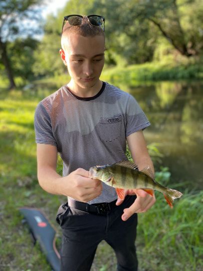 Flussbarsch