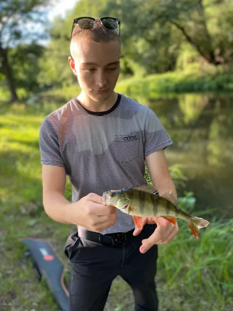 Flussbarsch