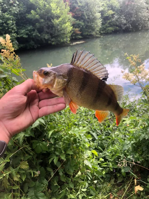 Flussbarsch