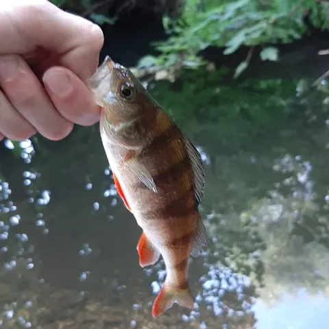Flussbarsch