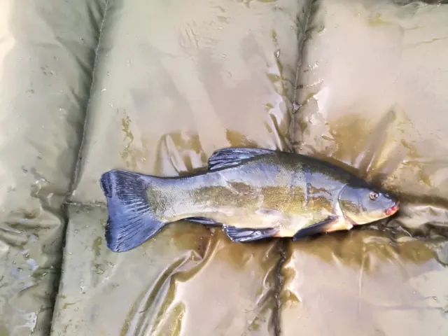 Schleie