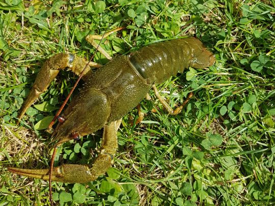 Galizischer Sumpfkrebs