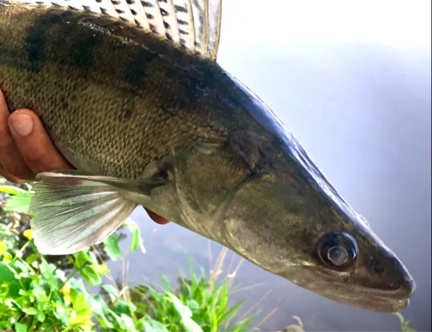 Zander