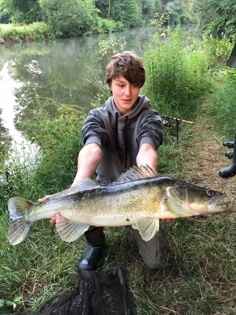 Zander