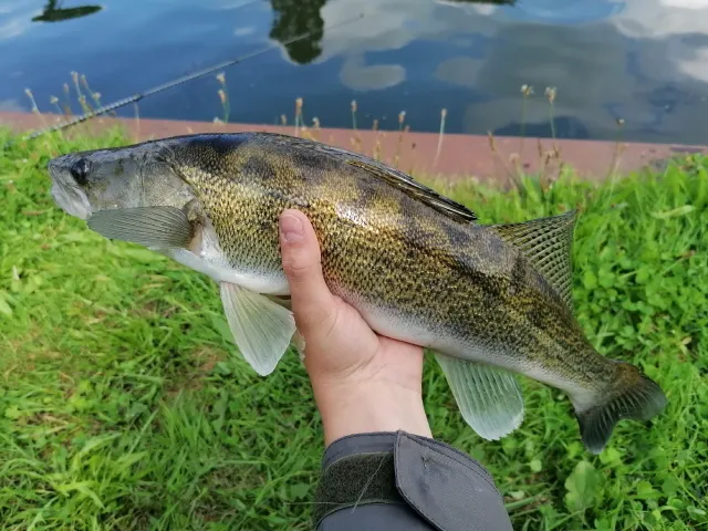 Zander