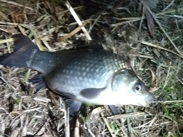 Karausche