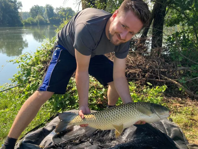 Graskarpfen