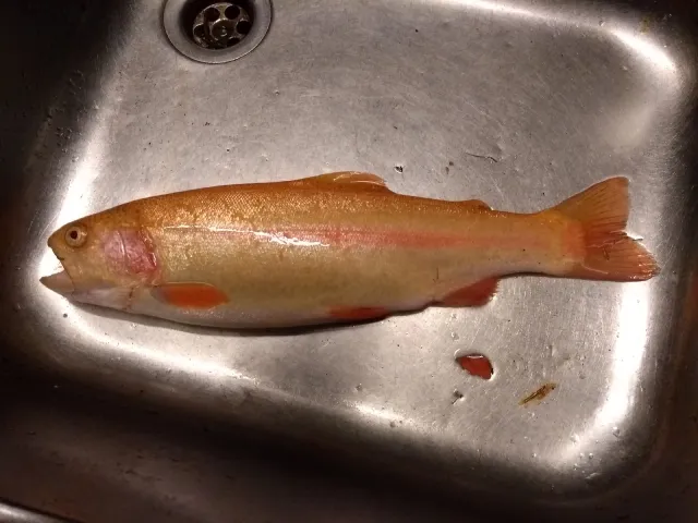 Goldforelle