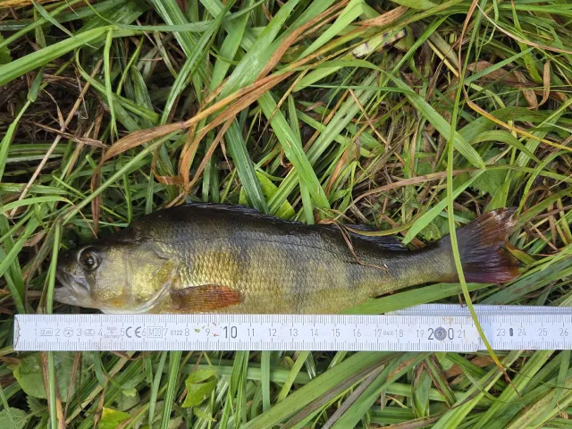Flussbarsch