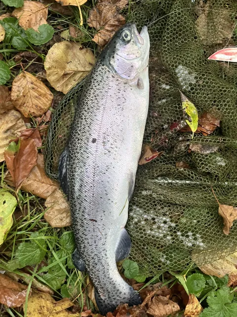 Regenbogenforelle