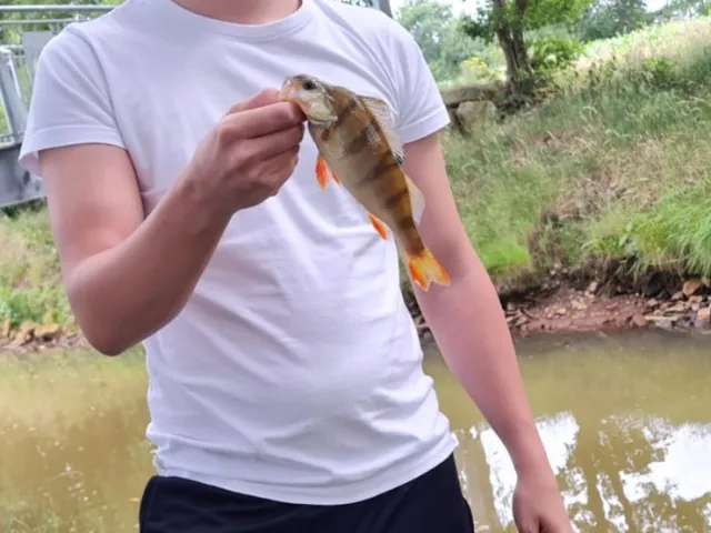 Flussbarsch