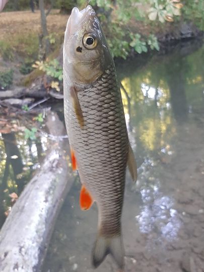 Döbel