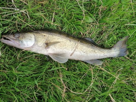 Zander