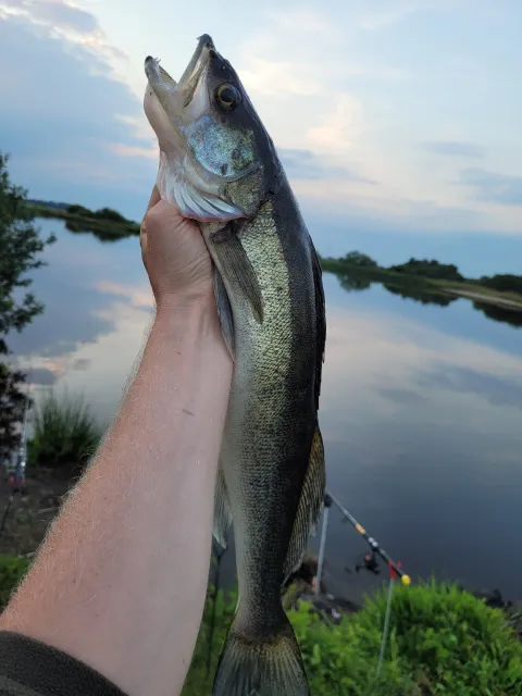 Zander